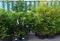 plants and trees - garden center galway