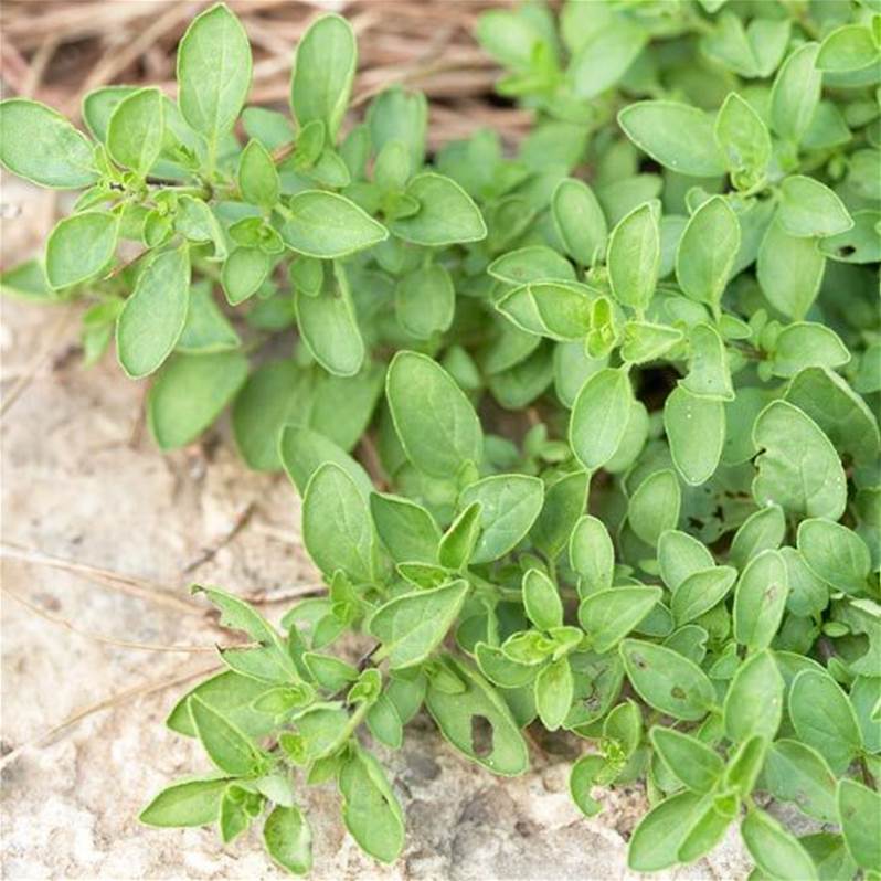 Oregano Greek