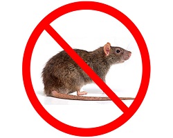 Rat & Mouse Baits