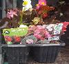 6 Pack Bedding Plants